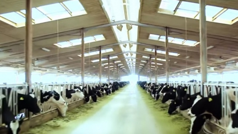 Ферма в пустинята произвежда 11 литра мляко в секунда