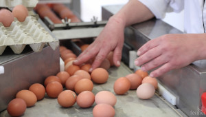Леки колебания в цените на яйцата  - Agri.bg