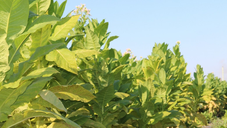 Базови тютюневи семена ще се търгуват и с 65% кълняемост 