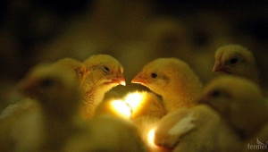 Русия забрани вноса на птиче месо от България заради птичия грип - Agri.bg
