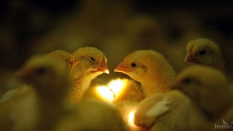 Русия забрани вноса на птиче месо от България заради птичия грип