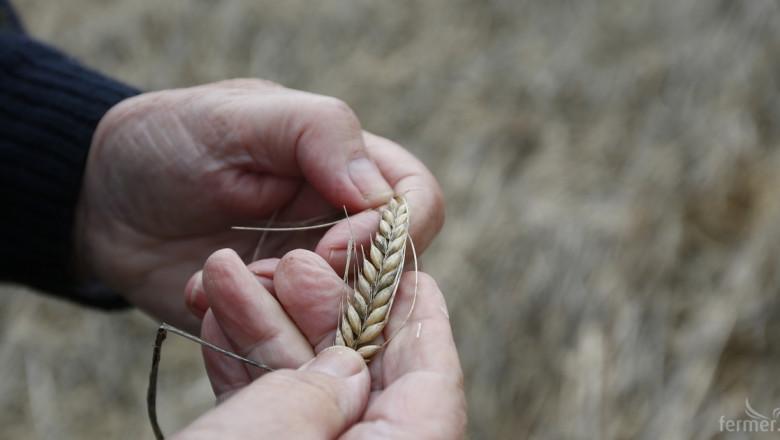 Изследователи разработват генна банка с над 10 млн. разновидности на пшеницата 