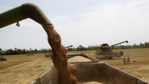 Русия изнесе 25,1 млн. тона пшеница  - Agri.bg