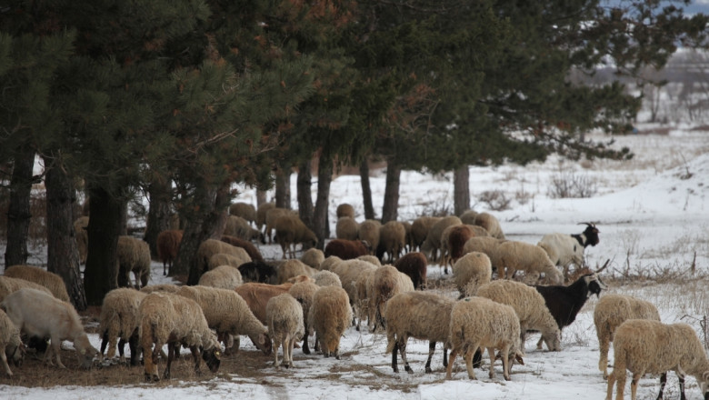 Бойко Синапов: Действията на овцевъдните асоциации са неправилно насочени