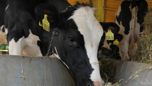 Плащане по Схемата за намаляване на мляко се заявява до 14 февруари - Agri.bg