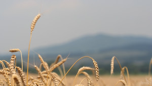 МЗХ: Наблюдава се възобновяване на експорта на зърно  - Agri.bg