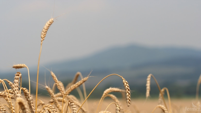 МЗХ: Наблюдава се възобновяване на експорта на зърно 