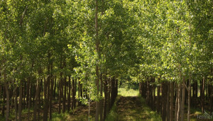 Норвегия откри фонд за справяне с обезлесяването - Agri.bg