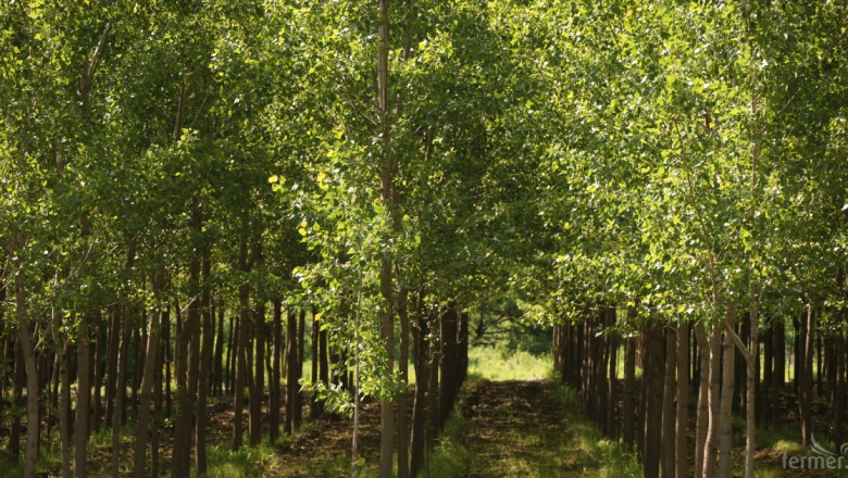 Норвегия откри фонд за справяне с обезлесяването