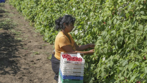 Работодатели в селското стопанство могат да наемат работници от трети страни - Agri.bg