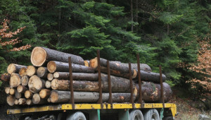 Осем души са задържани за незаконно превозване на дървесина - Agri.bg