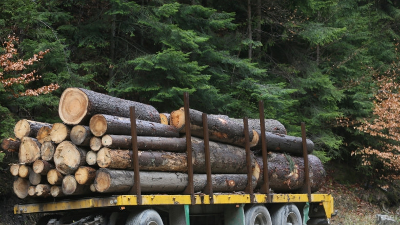 Осем души са задържани за незаконно превозване на дървесина