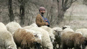 Само млечните овце ще доказват продукция по наредбата за директни плащания - Agri.bg