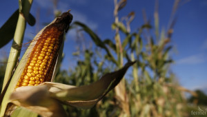 Лек ръст в цената на пшеницата - Agri.bg