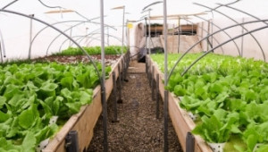 Покривна ферма върху мол отглежда целогодишно зеленчуци  - Agri.bg