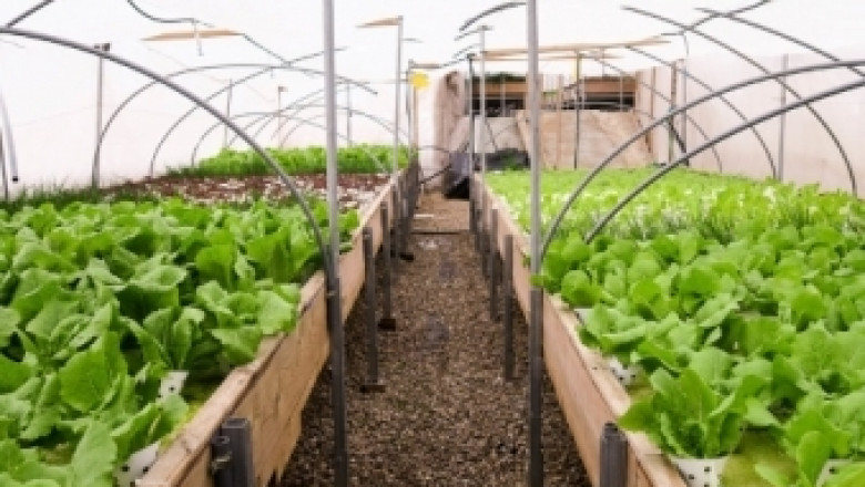 Покривна ферма върху мол отглежда целогодишно зеленчуци 