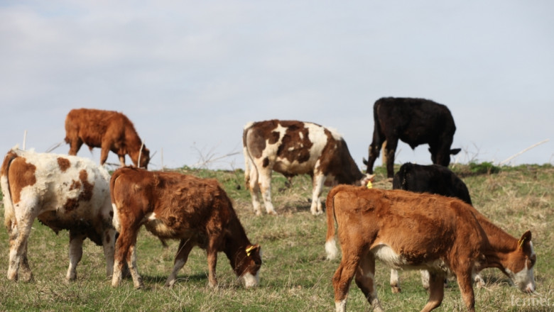 САЩ вдигнаха ембаргото от френското говеждо месо 