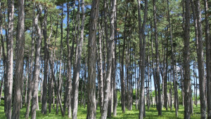 Тирана има амбицията да засее 3 милиона дървета до 2030 г. - Agri.bg