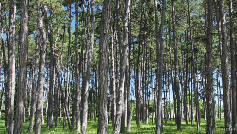 Тирана има амбицията да засее 3 милиона дървета до 2030 г.