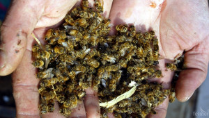 Учени от САЩ откриха нова бактерия при пчелите - Agri.bg