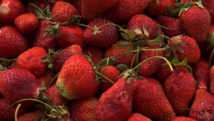 Агенцията по заетостта набира берачки на ягоди в Испания - Agri.bg