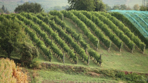 България е в топ 10 на най-добрите дестинации за вино  - Agri.bg
