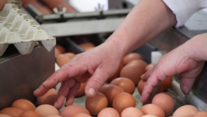 Цената на дребно на яйцата L размер се повишава  - Agri.bg