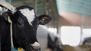 Как да оптимизираме разходите за храна на кравите през зимните месеци? - Agri.bg
