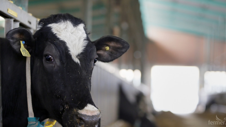 Как да оптимизираме разходите за храна на кравите през зимните месеци?