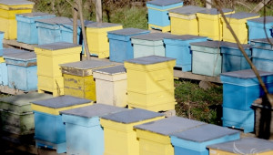 Пчелар: Нужен е специален режим за настаняване на пчелните семейства - Agri.bg