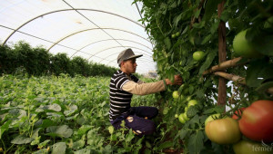 Експерти предвиждат спад в зеленчукопроизводството  - Agri.bg