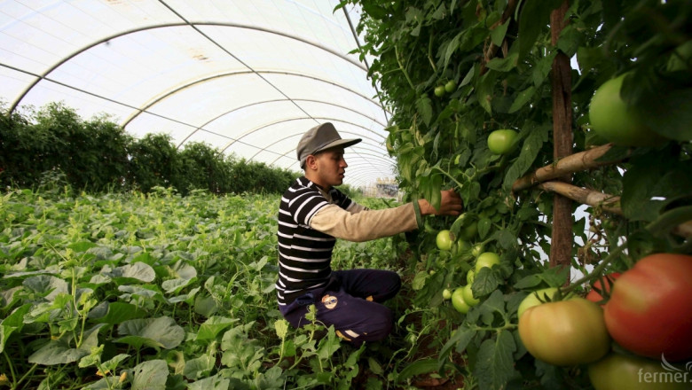 Експерти предвиждат спад в зеленчукопроизводството 