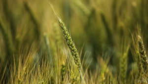 Рекордната реколта от пшеница създава предпоставки за ръст на износа - Agri.bg