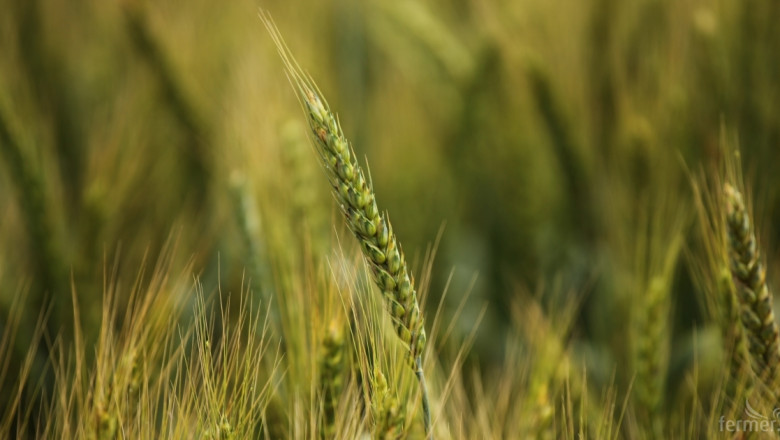 Рекордната реколта от пшеница създава предпоставки за ръст на износа