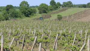 България ще е домакин на Световния конгрес по лозарство и винарство - Agri.bg