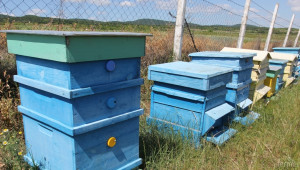 До 22 януари обсъждат проекта за идентификация на пчелните семейства - Agri.bg