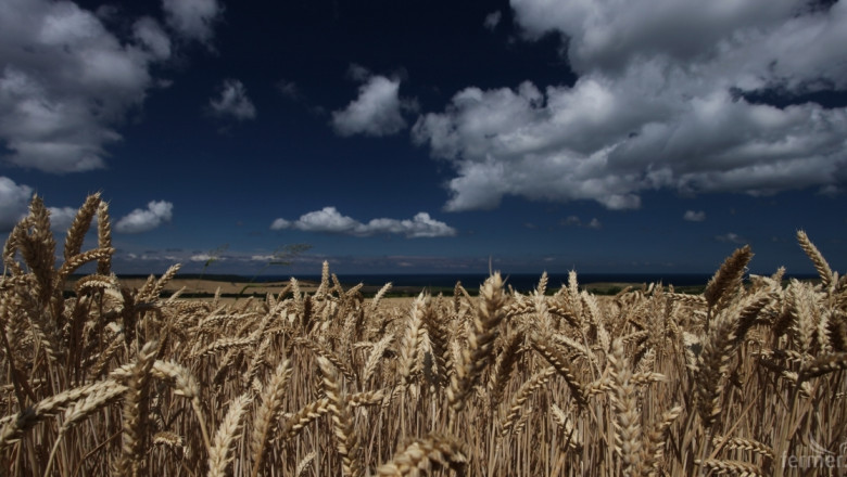 Стоковата борса: Драстичен спад в цените на пшеницата и олиото
