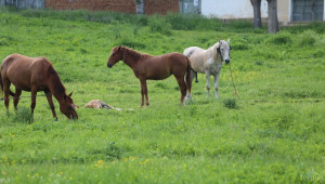 Прибраха 6 безстопанствени коня в троянското село Добродан  - Agri.bg