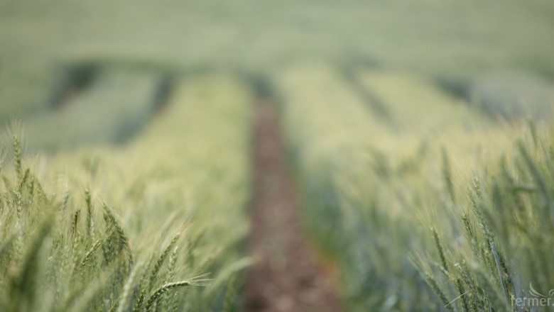 Търговците на зърно в Европа чакат 59,2 тона ечемик тази година 
