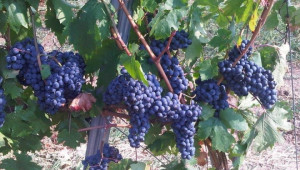 261 820 тона е произведеното грозде за 2015 г. - Agri.bg
