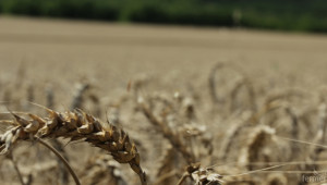 На Острова чакат по-слаба реколта от пшеница  - Agri.bg