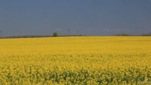 Гигантът Bunge придобива най-големия производител на растителни масла в Турция  - Agri.bg