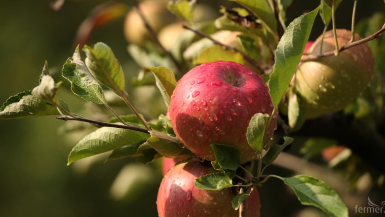 Скок от над 9% бележат средните цени на едро на ябълките