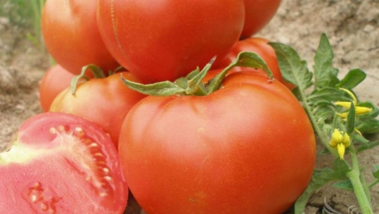 Грийнпийс и Селскостопанската академия с екометоди за отглеждане на домати