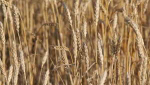 Въпреки по-ниските нива на напусналите количества зърно, цените остават стабилни - Agri.bg