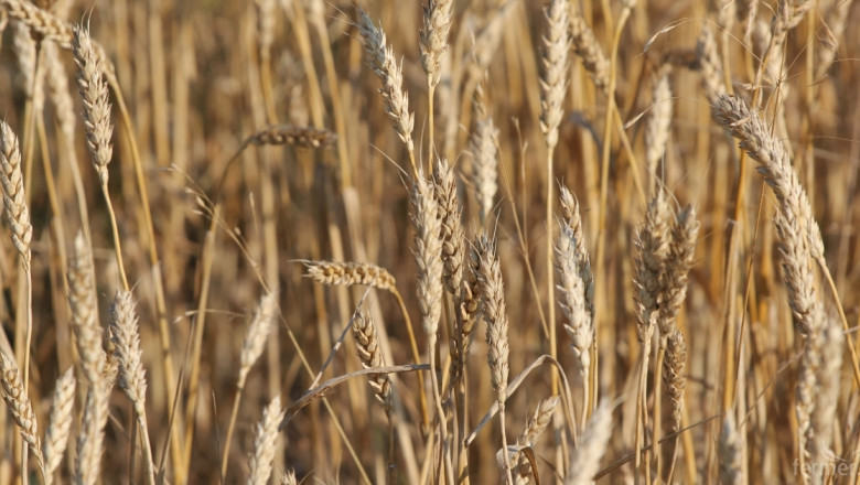 Въпреки по-ниските нива на напусналите количества зърно, цените остават стабилни