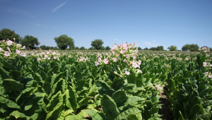 Генна модификация увеличава реколтата от тютюн  - Agri.bg
