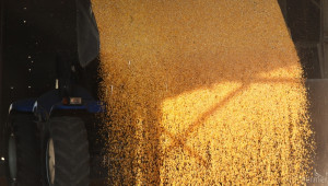 Изкупната цена на царевицата бележи ръст от над 3% само за седмица - Agri.bg