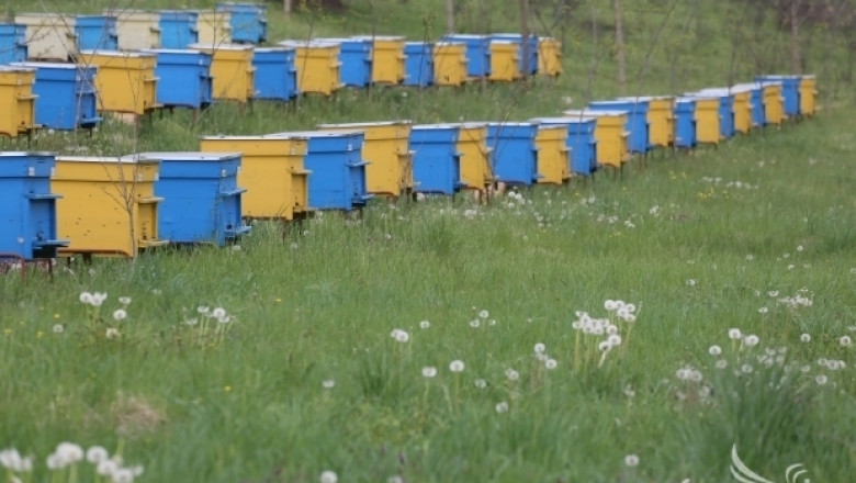 Пчелари недоволстват срещу новата пререгистрация на кошери от догодина