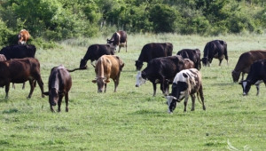 38 млн. лева отиват в сметките на животновъди по схемите за обвързана подкрепа - Agri.bg